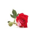 Silikonstempel / Veiner & Ausstecher Set - Rose Blütenblatt
